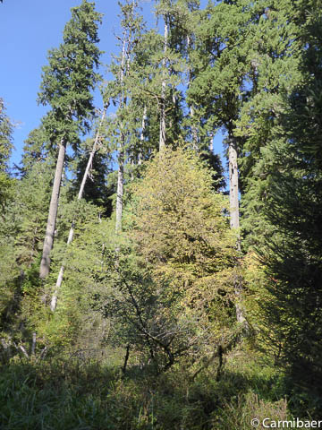 www.carmibaer.de_reisebericht_usa2015-1194.jpg www.carmibaer.de_reisebericht_usa2015-1194.jpg