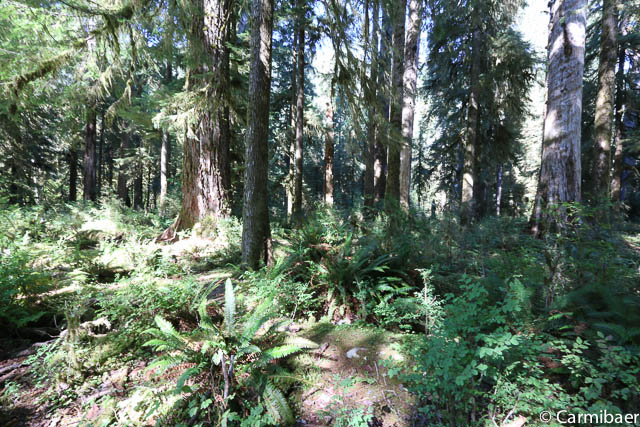 www.carmibaer.de_reisebericht_usa2015-1202.jpg www.carmibaer.de_reisebericht_usa2015-1202.jpg